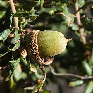 Quercus dumosa unspecified picture