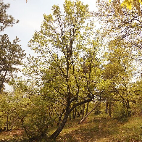 Quercus x szechenyana unspecified picture