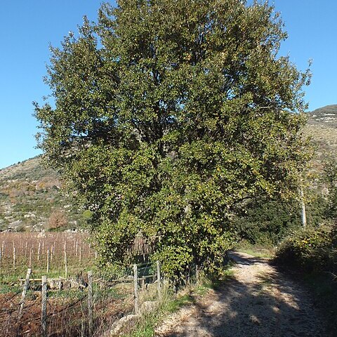 Quercus crenata unspecified picture