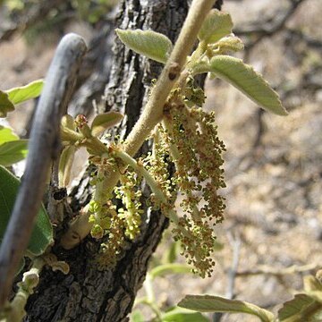 Quercus chihuahuensis unspecified picture