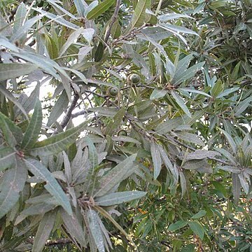 Quercus gentryi unspecified picture