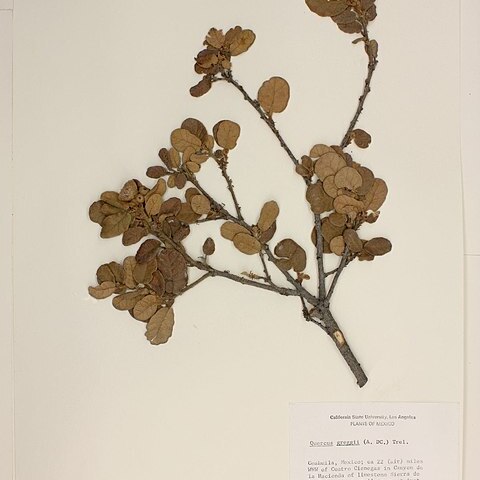 Quercus greggii unspecified picture