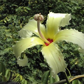 Ceiba ventricosa unspecified picture