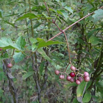 Nekemias arborea unspecified picture