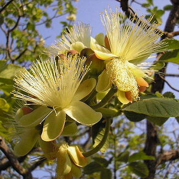 Caryocaraceae unspecified picture