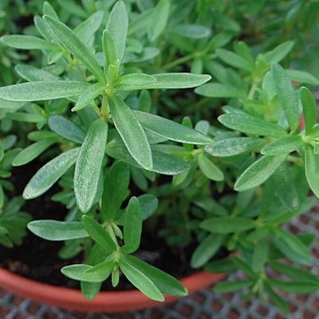 Peperomia galioides unspecified picture