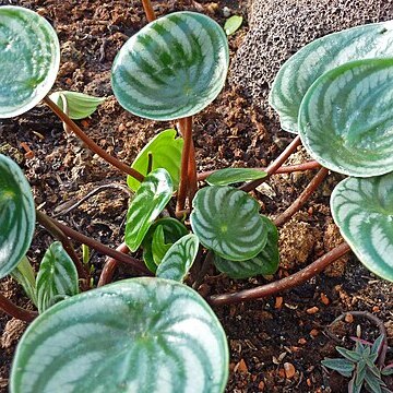 Peperomia argyreia unspecified picture