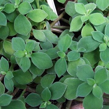 Peperomia hirta unspecified picture