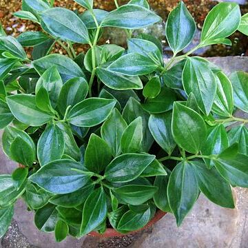 Peperomia myrtifolia unspecified picture