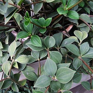 Peperomia pereskiifolia unspecified picture