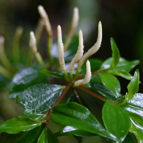 Peperomia unspecified picture