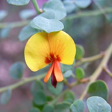 Bossiaea rhombifolia unspecified picture