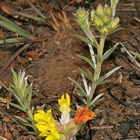 Pearsonia sessilifolia unspecified picture