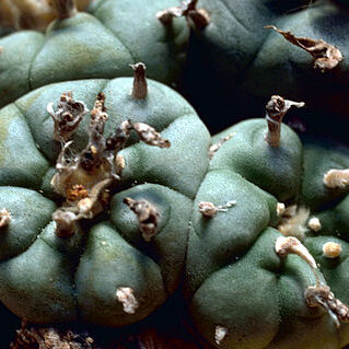 Lophophora unspecified picture