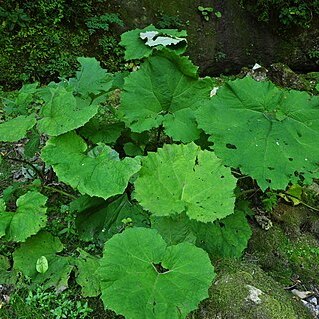 Petasites fominii unspecified picture