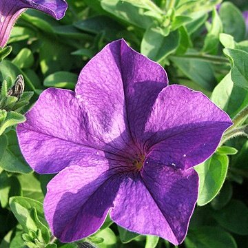 Petunia hybrida unspecified picture