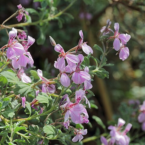 Pelargonium exstipulatum l'hér. unspecified picture