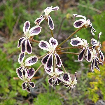 Pelargonium lobatum (burm.f.) l'hér. unspecified picture