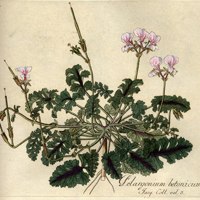 Pelargonium myrrhifolium (l.) l'hér. unspecified picture