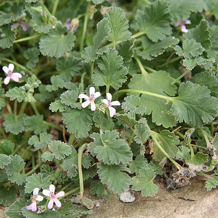 Pelargonium nanum l'hér. ex unspecified picture