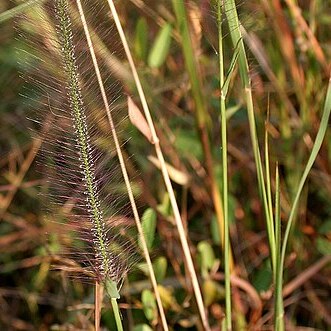 Perotis indica unspecified picture