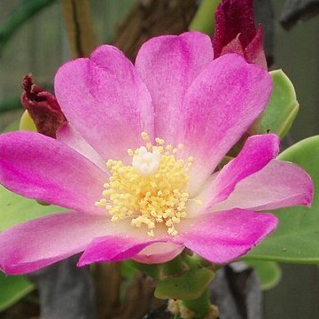 Pereskia bahiensis unspecified picture