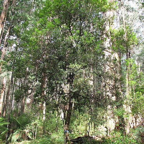 Persoonia arborea unspecified picture