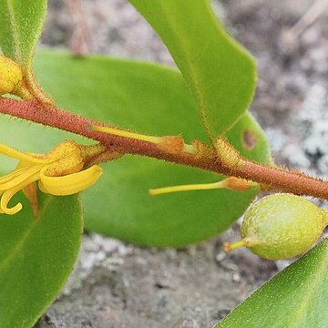 Persoonia rufa unspecified picture