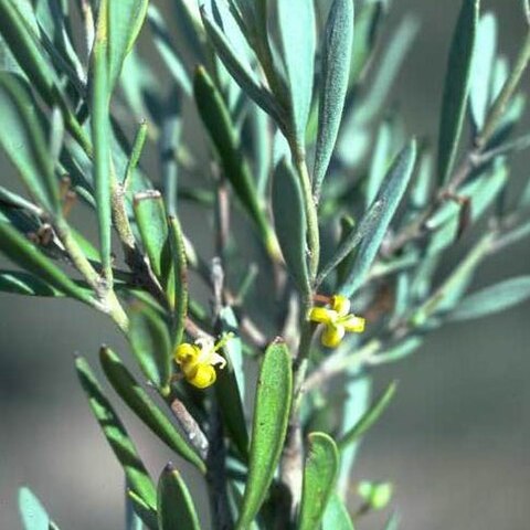 Persoonia brevirhachis unspecified picture