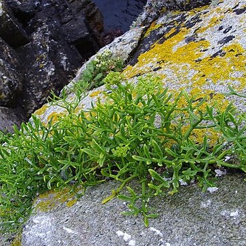 Crithmum unspecified picture