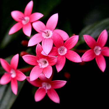 Pentas unspecified picture