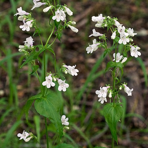 Penstemon tenuis unspecified picture