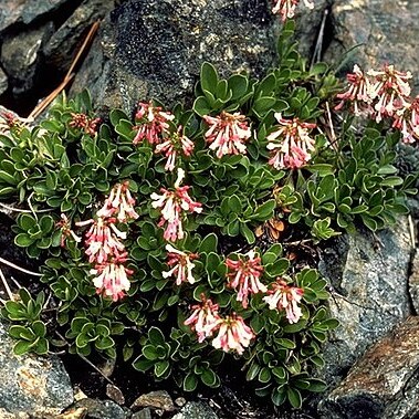 Penstemon tracyi unspecified picture