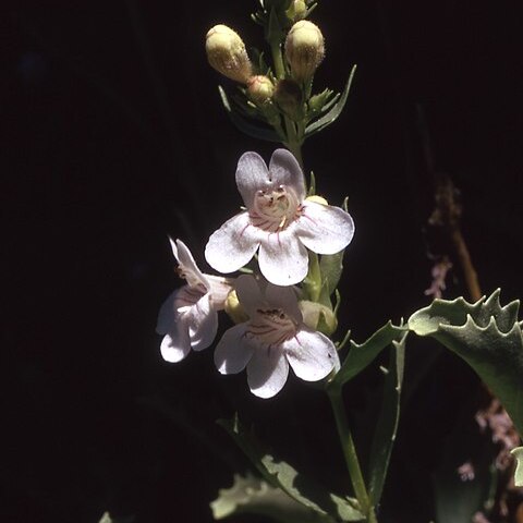 Penstemon deustus unspecified picture