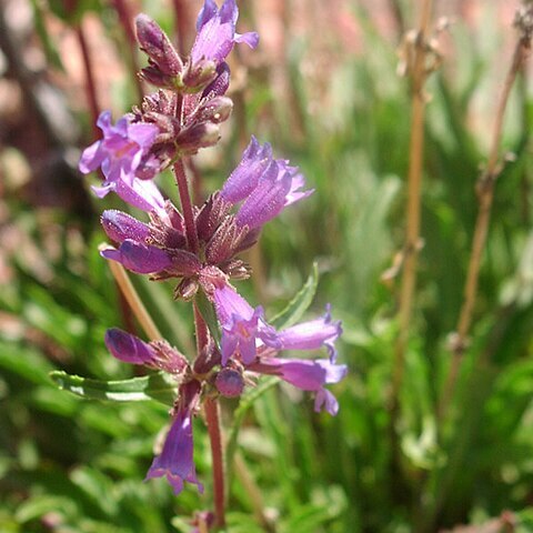 Penstemon pinorum unspecified picture