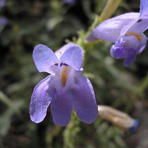 Penstemon pudicus unspecified picture