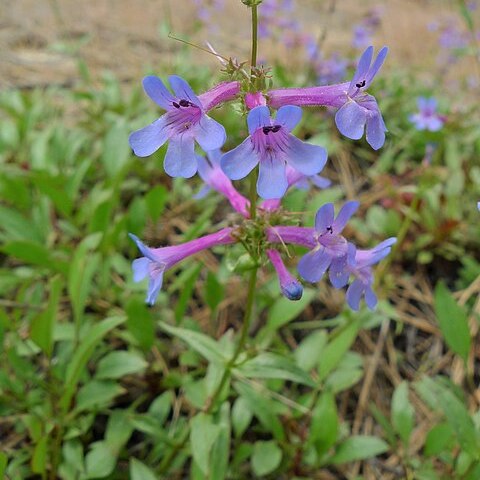 Penstemon pruinosus unspecified picture