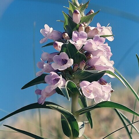 Penstemon haydenii unspecified picture