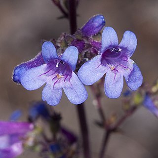 Penstemon humilis unspecified picture