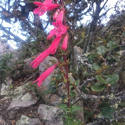 Penstemon isophyllus unspecified picture