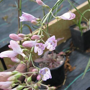 Penstemon comarrhenus unspecified picture