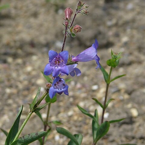 Penstemon roezlii unspecified picture