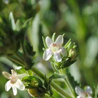 Penstemon sudans unspecified picture