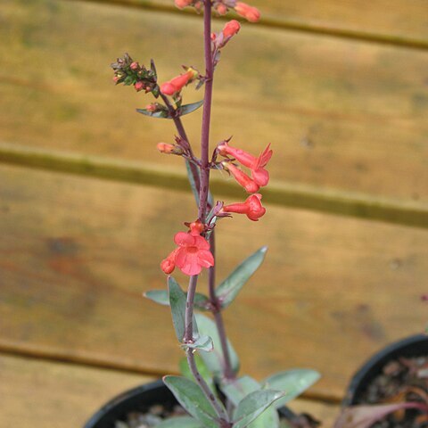 Penstemon superbus unspecified picture