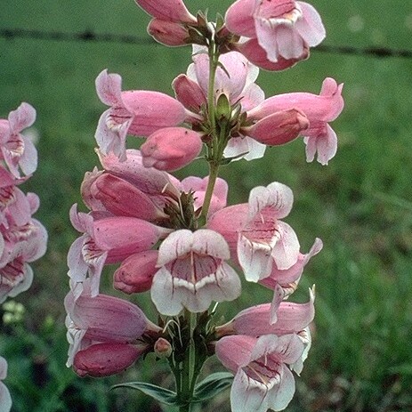 Penstemon cobaea unspecified picture