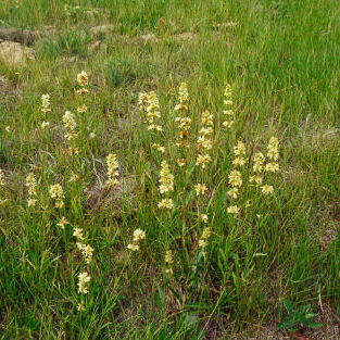 Penstemon confertus unspecified picture