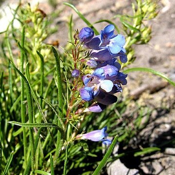 Penstemon caryi unspecified picture