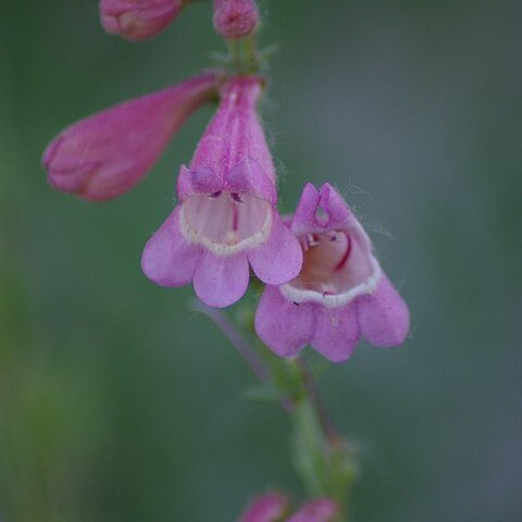 Penstemon clutei unspecified picture