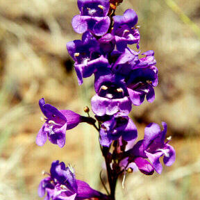 Penstemon venustus unspecified picture