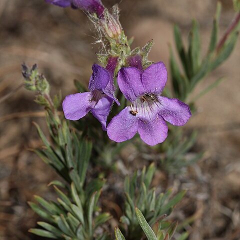 Penstemon gairdneri unspecified picture